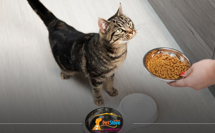 عدم کنترل تغذیه گربه هنگام مرگ گربه