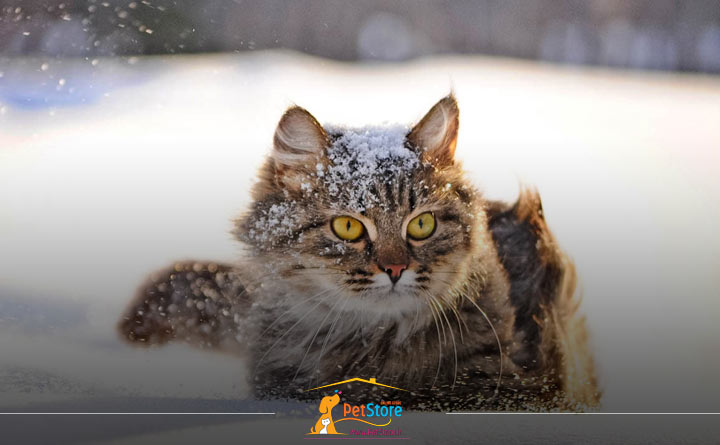 سرمازدگی گربه در فصل زمستان 