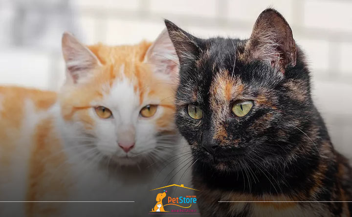 نشانه های بلوغ در گربه نر و ماده