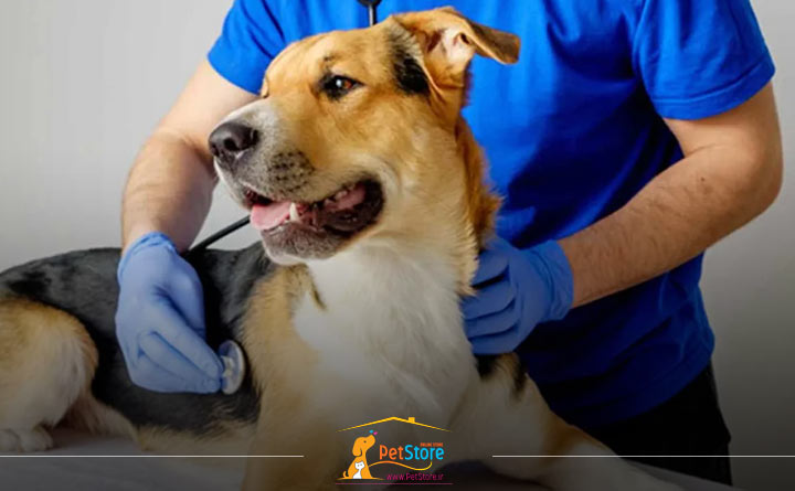 درمان اسهال سگ