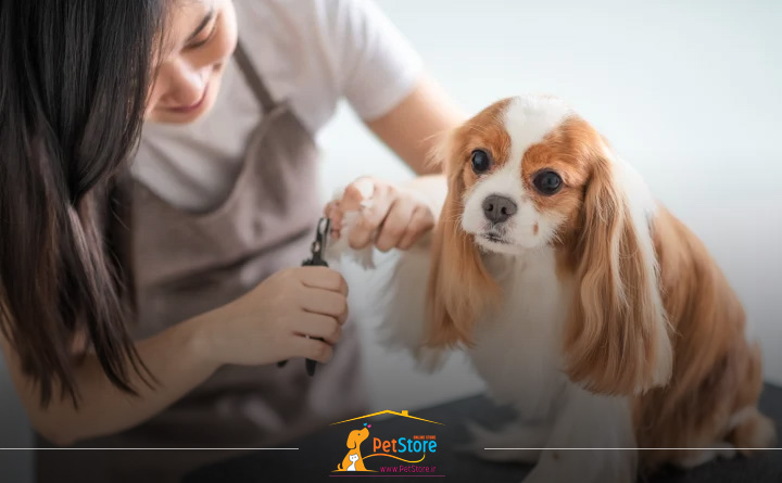 انتخاب ناخن گیر مناسب سگ