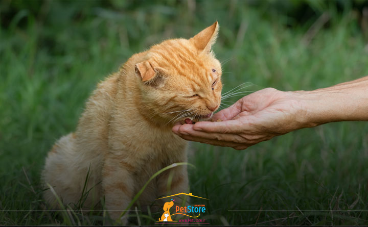 مقدار و نحوه غذا دادن به گربه خیابانی