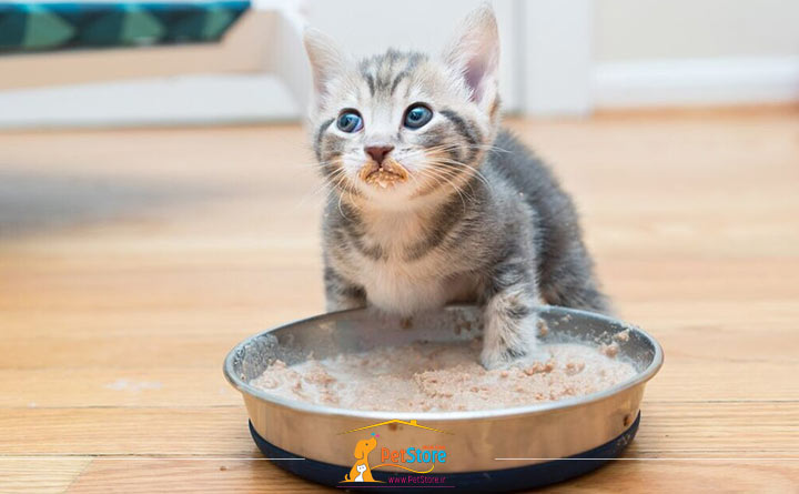 رژیم غذایی بچه گربه