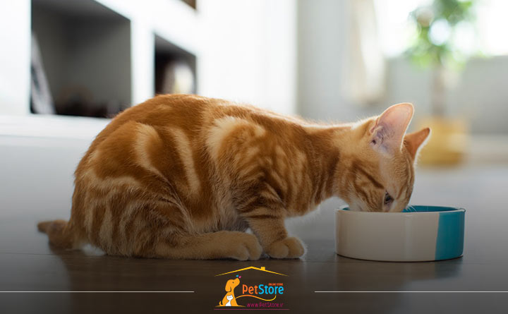 تشویق کردن گربه به نوشیدن آب