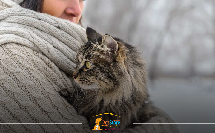 مراقبت از گربه در فصل زمستان