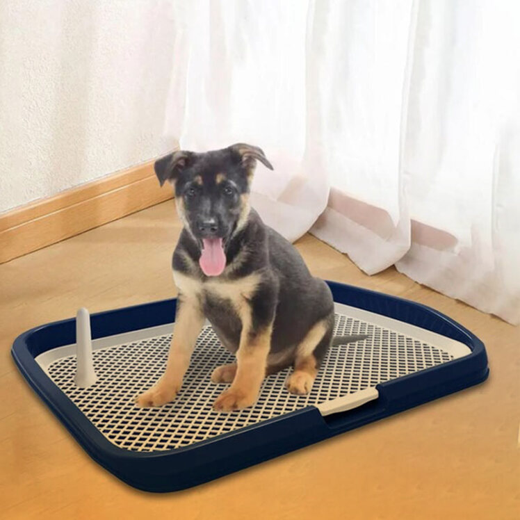 راهنمای خرید ظرف دستشویی سگ