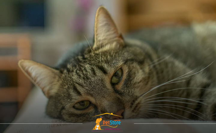 علائم و درمان مسمومیت در گربه