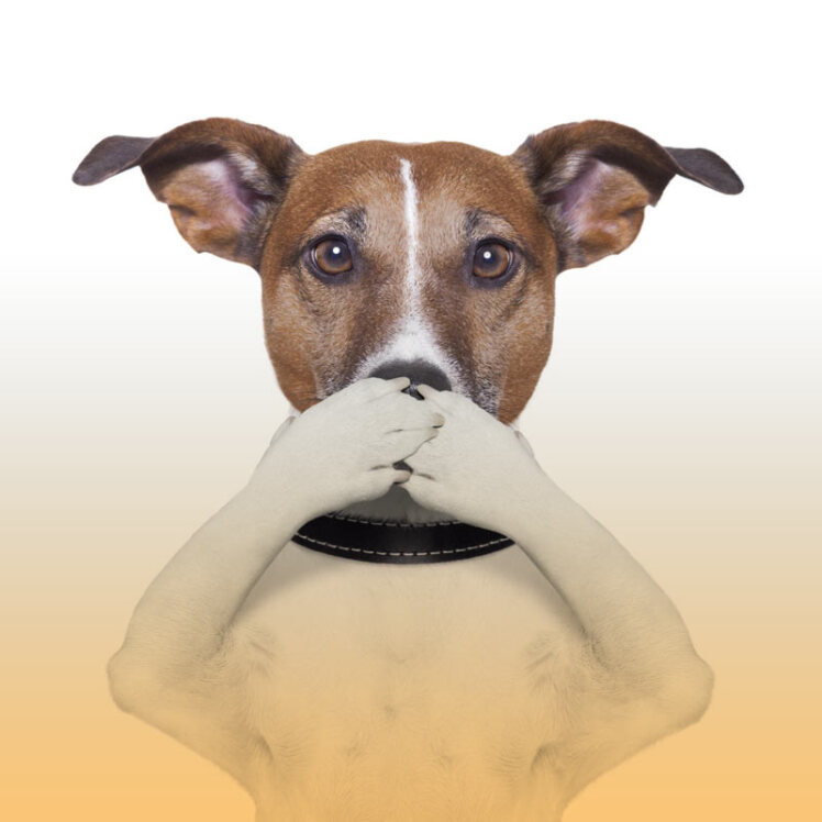 علت بوی بد سگ و درمان آن