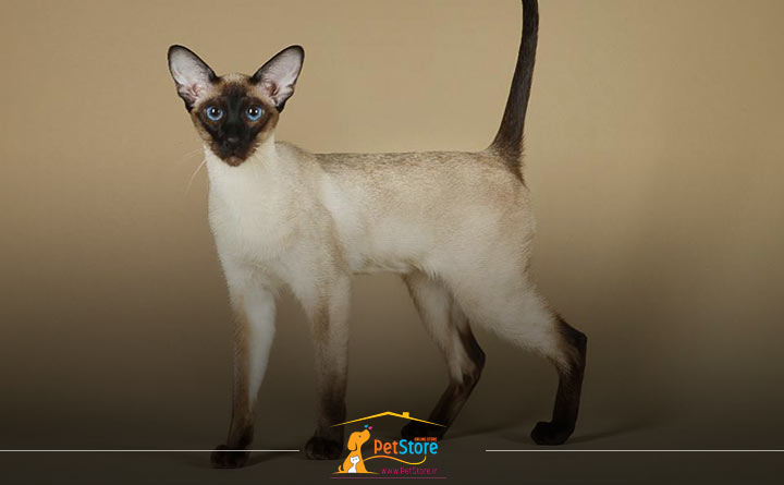 رابطه طول عمر گربه و نژاد گربه