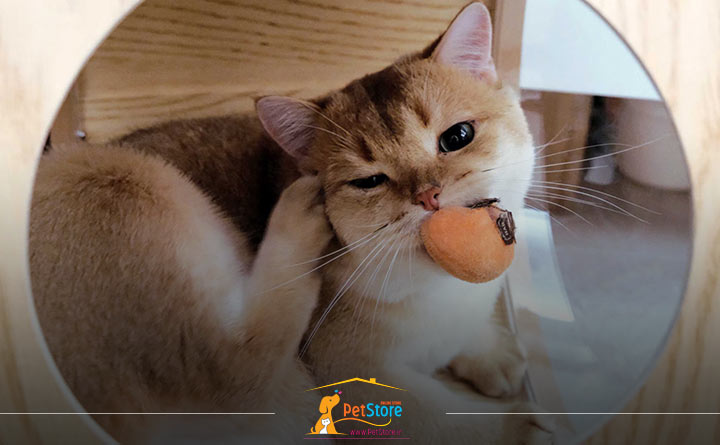 کک و کنه در گربه