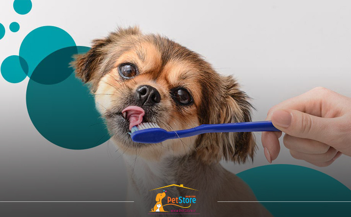 انتخاب بهترین مسواک برای سگ