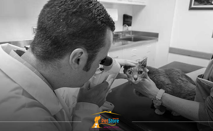 کاهش دید گربه مسن