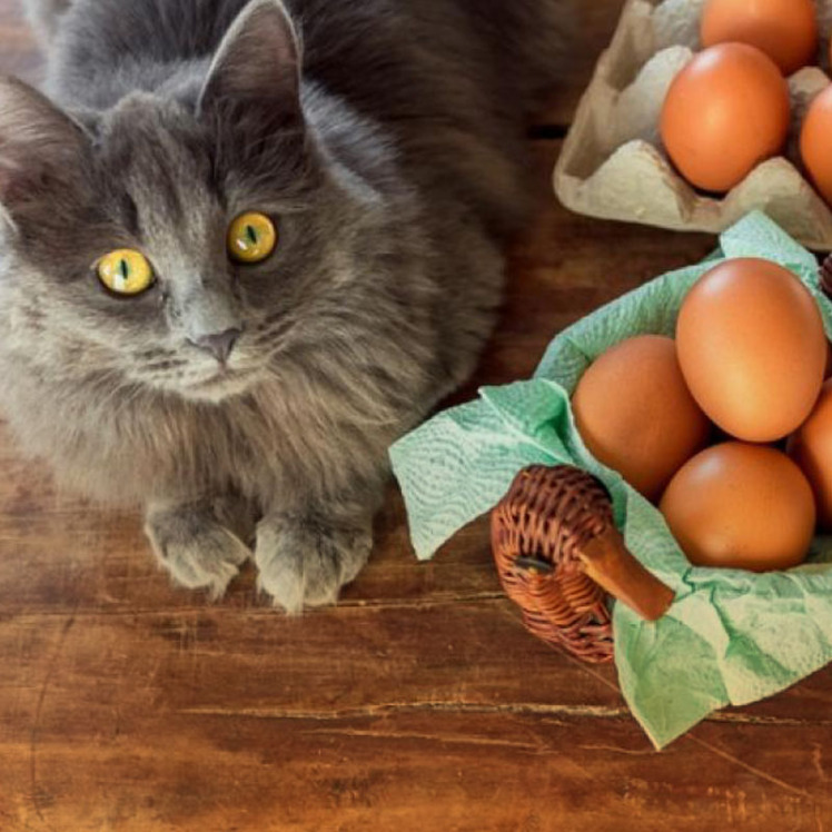 آیا گربه می‌تواند تخم مرغ بخورد؟