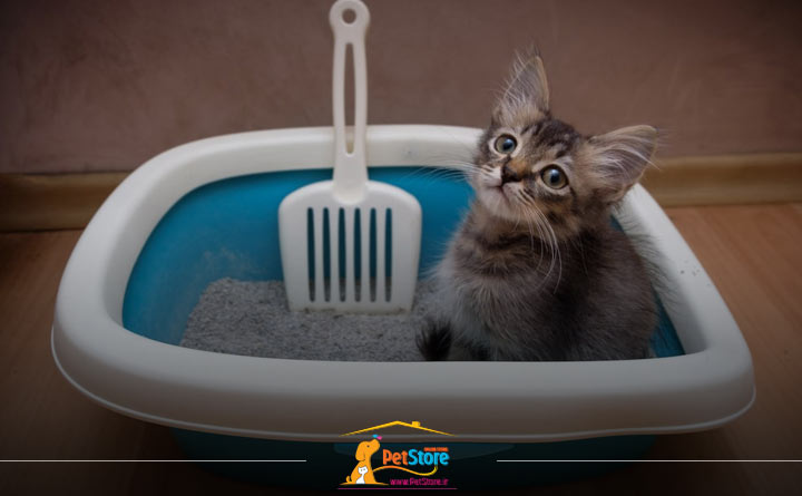 آشنایی با نکات مهم استفاده از خاک گربه