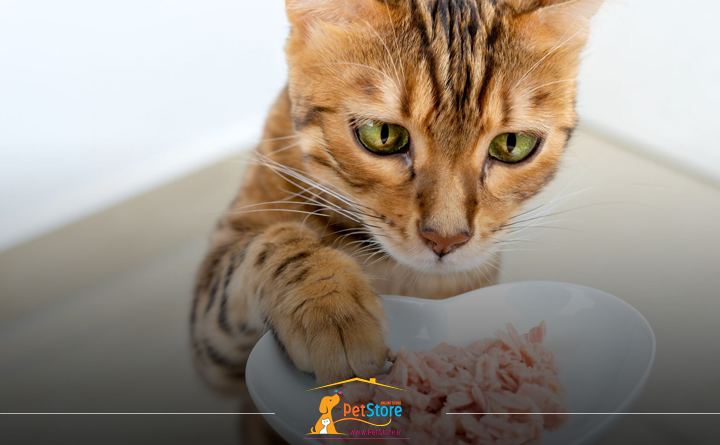 روش استفاده از غذای درمانی گربه ها