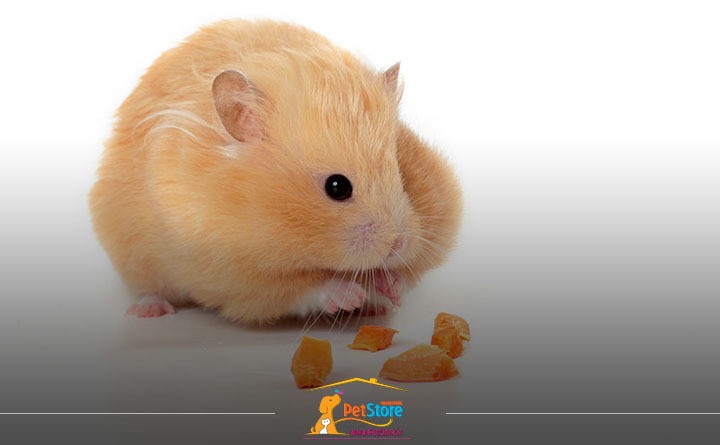 میزای و مقدار غذای هر روزه همستر