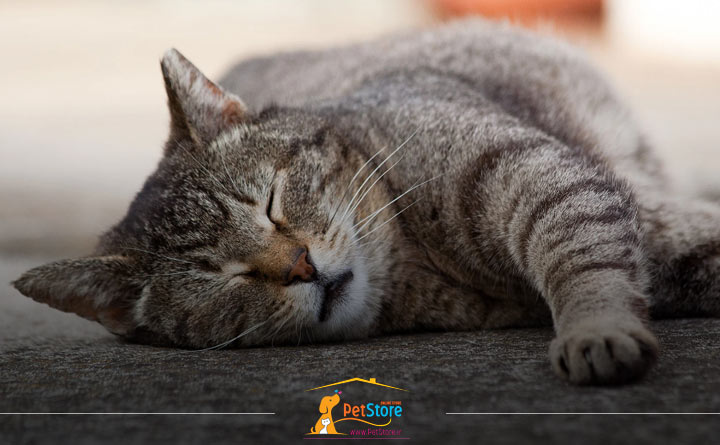 دلیل خرخر کردن گربه