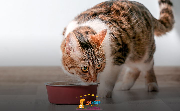 تغییر غذای گربه