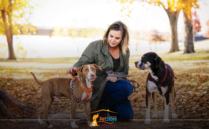 مدت زمان تربیت سگ