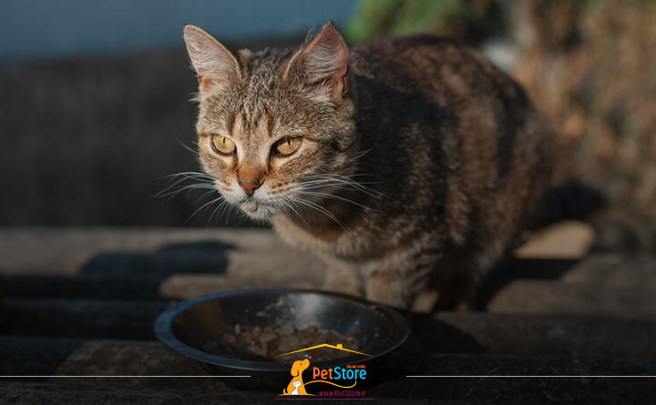 کاربرد غذای تشویقی گربه 