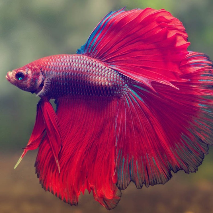 صفر تا صد نگهداری ماهی فایتر