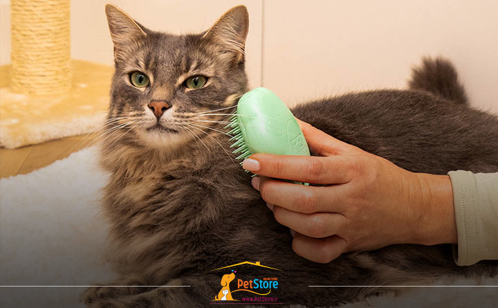 نگهداری از گربه