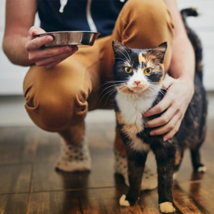 بهترین غذا برای گربه خیابانی چیست؟