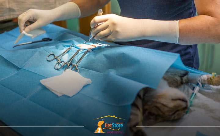 عقیم سازی بچه گربه