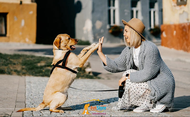 بازی کردن با سگ