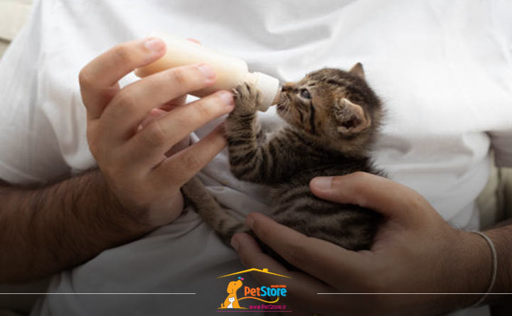 طرز نگه‌داشتن صحیح بچه‌گربه هنگام شیردادن