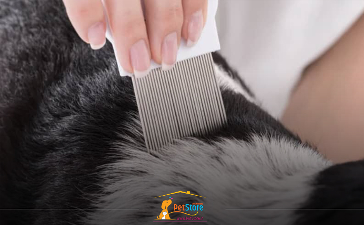 پیشگیری از کک در سگ