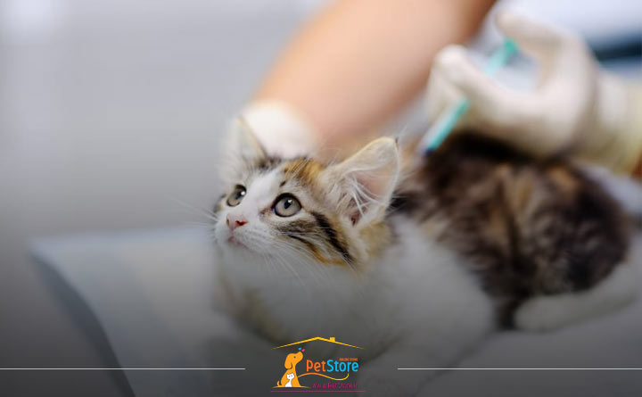 برنامه واکسیناسیون بچه گربه