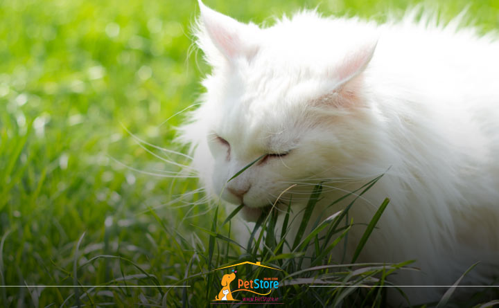 دلیل علف خوردن گربه