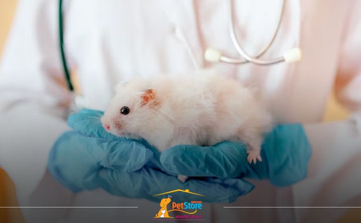 تغذیه همستر