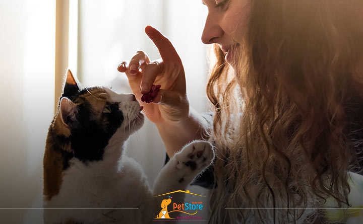 تربیت گربه خانگی با تشویق 