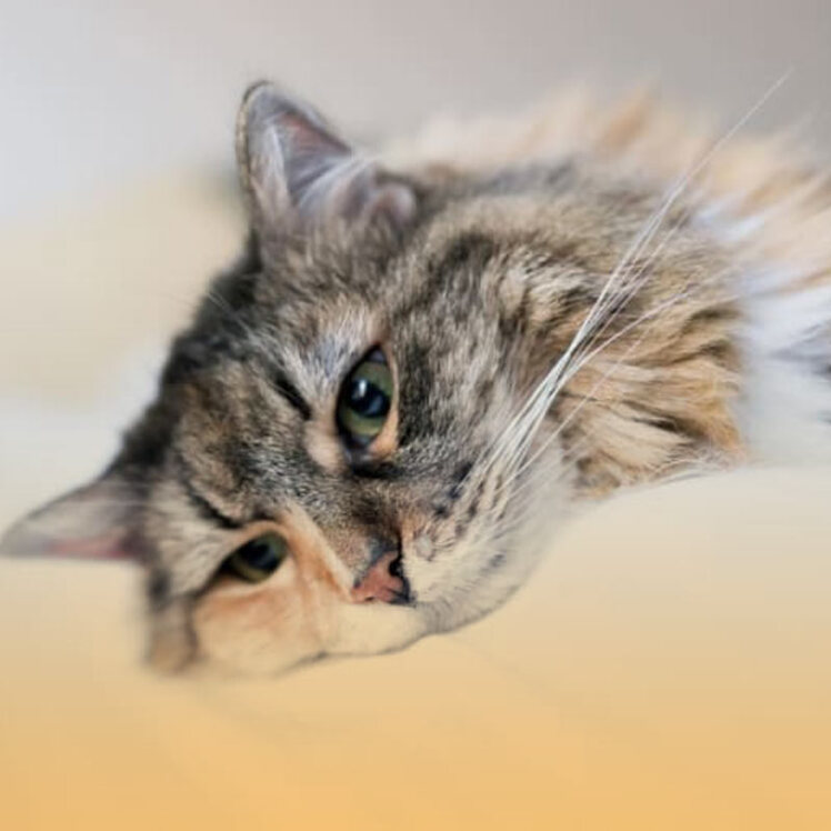 مسمومیت در گربه | علت، علائم و راه‌های درمان