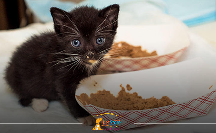 غذا دادن به گربه