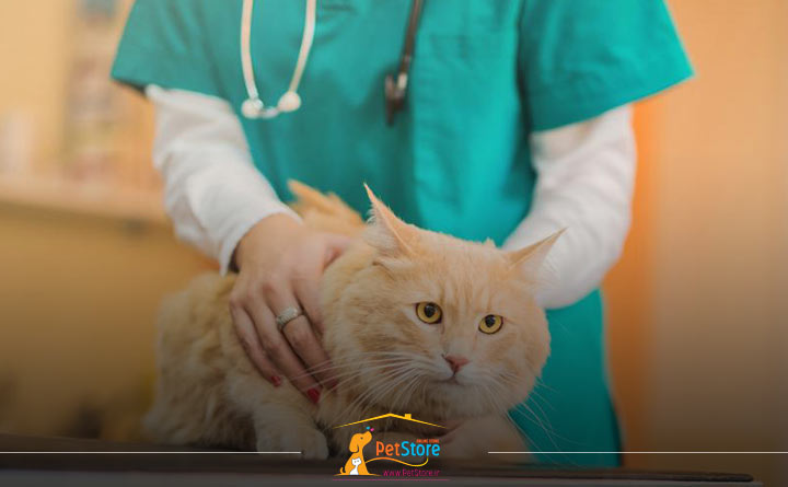 پیشگیری از ریزش مو گربه