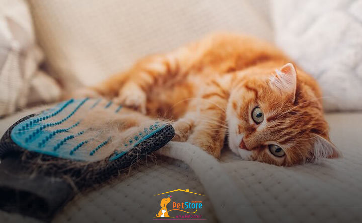 علائم ریزش مو در گربه