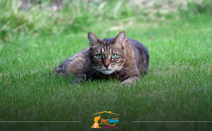 تغییر محیط زندگی گربه باعث استرس او میشود.