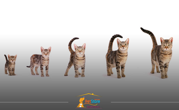 راههای تشخیص سن گربه