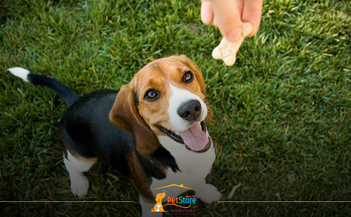 پاداش دادن به سگ برای تربیت صحیح