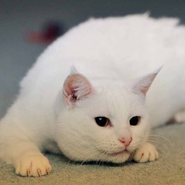 علت خون ریزی از واژن گربه