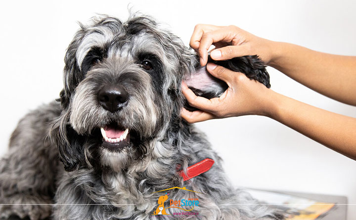 درمان خارش سگ چیست