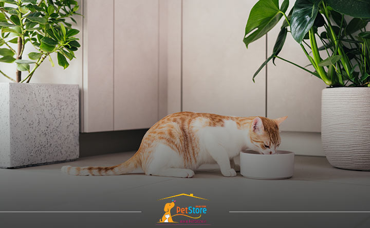 غذا دادن به گربه عقیم شده