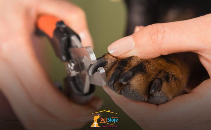 کوتاه کردن ناخن سگ