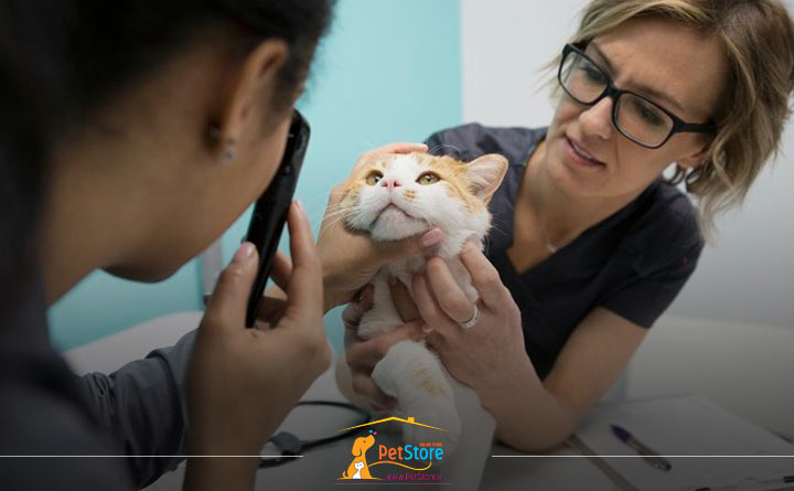 مراقبت و معاینه چشم گربه