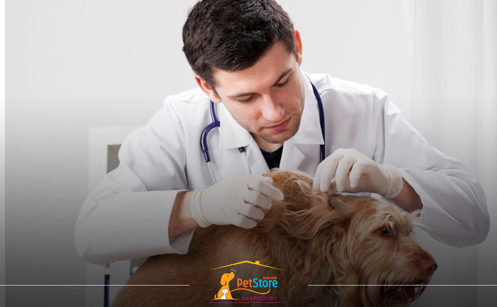 درمان شپش در سگ ها