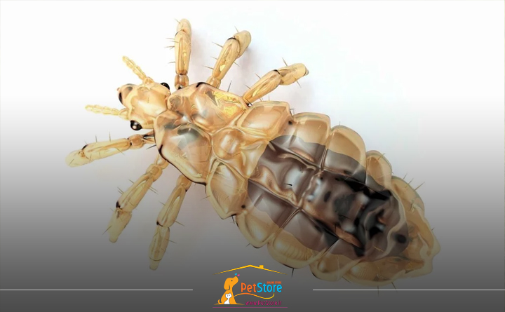 انواع شپش در سگ