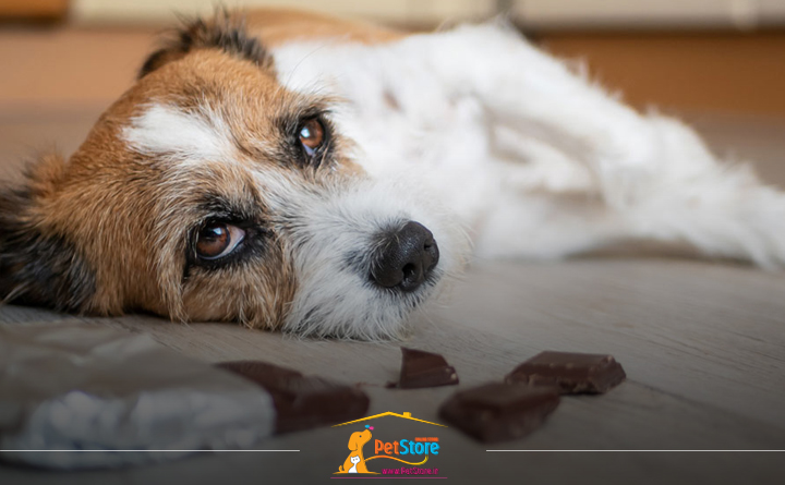 مواد مضر برای سگ